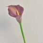 Zantedeschia artificiale TALEA, viola, 65 cm, 9x11 cm