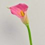Zantedeschia artificiale TALEA, rosa-giallo, 65 cm, 9x11 cm