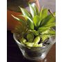 Composizione di piante grasse in schiuma sintetica TIMOTHY in vaso di vetro, verde, 18 cm