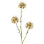 Ramo decorativo di allium ZEBU, color crema, 65 cm, Ø 7 cm