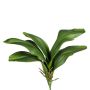 Foglie decorative di orchidea Phalaenopsis DRANFOL, stelo, radici aeree, 35 cm
