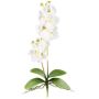Orchidea Phalaenopsis artificiale MORLEK, stelo, radici, color crema, 60 cm
