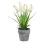 Fiore decorativo: giacinto a grappolo ZORKLEM in vaso decorativo, bianco, 22cm