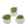 Composizione decorativa di piante grasse ZIFER in vaso di cemento, 3 pezzi, verde, 8-10 cm