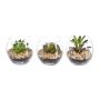 Composizione decorativa di piante grasse WINKS in vetro, 3 pezzi, verde, 7 cm, Ø 7,5 cm