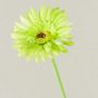 Gerbera artificiale TEUDELINDE, verde-crema, 55 cm, Ø 8 cm