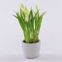 Fiore artificiale, giacinto a grappolo NARMADA in vaso di cemento, bianco, 20cm
