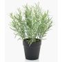 Erbe aromatiche decorative: rosmarino selvatico WHOOPI in vaso decorativo, verde, 25 cm