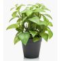 Erbe aromatiche decorative: basilico WHOOPI in vaso decorativo, verde, 23 cm