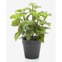 Erba aromatica decorativa: menta WHOOPI in vaso decorativo, verde, 23 cm