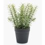 Erbe aromatiche decorative: rosmarino WHOOPI in vaso decorativo, verde, 22 cm