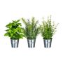 Mix di erbe aromatiche decorative DRILHO, basilico, rosmarino, timo, 3 pezzi, vaso in zinco, verde, 25 cm, Ø 16 cm