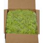 Muschio naturale islandese SVEINBJÖRN, verde chiaro, 5 kg