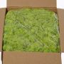 Muschio naturale islandese SVEINBJÖRN, verde chiaro, 5kg