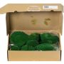 Muschio naturale a lastra SEETHA, verde, 800 g, 0,15 m²
