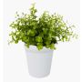 Erbe aromatiche artificiali: eucalipto JOSHUA in vaso di ceramica, verde, 20 cm, Ø 17 cm