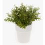 Erbe aromatiche artificiali: rosmarino JOSHUA in vaso di ceramica, verde, 23 cm, Ø 17 cm