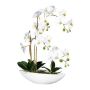 Orchidea Phalaenopsis decorativa JELTRON, vaschetta in ceramica, radici, bianca, 60 cm