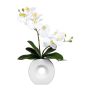 Orchidea Phalaenopsis decorativa DRELMOR, vaso in ceramica, radici, bianca, 35 cm