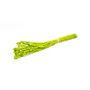 Erba secca Phalaris BRAGILA, mazzo, verde mela, 50-75 cm, Ø 12 cm