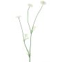 Ramo di fiori in tessuto Bellis NIKSA, color crema, 55 cm