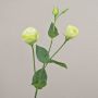 Ramo di lisianthus artificiale RINARA, verde crema, 65 cm, Ø 4,5-7 cm