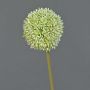 Fiore artificiale Allium BAILIN, crema-verde, 65 cm, Ø 10 cm