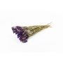 Lilla di mare BRINJA, mazzo, essiccata, viola scuro, 50-65 cm, Ø 18 cm