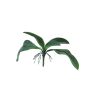 Foglie decorative di orchidea Phalaenopsis WUJUAN con radici aeree, 35 cm