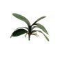 Foglie decorative di orchidea Phalaenopsis XIAOQIN con radici aeree, 30 cm