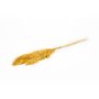 Fascio di canne secche DONJETA, curry, 70-80 cm, Ø 15 cm