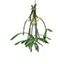 Mazzo di vischio a bacche bianche NUORAN in plastica, congelato, frutti, verde, 15 cm
