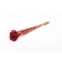 Erba secca Phalaris BRAGILA, mazzo, rosso bordeaux, 50-75 cm, Ø 12 cm
