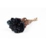 Mazzo di fiori secchi BIBIANA, nero, 30-40 cm, Ø 15 cm