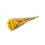 Lillà di mare BRINJA, mazzo, essiccato, giallo, 50-65 cm, Ø 18 cm
