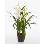 Orchidea Cymbidium artificiale AMAYA, bianco, 85cm