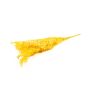Ramo secco di Ruscus AGNIATA, giallo senape, 70-75 cm, Ø 17 cm