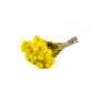 Mazzo di fiori secchi BIBIANA, giallo, 35-45 cm, Ø 15 cm