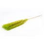 Erba della pampa essiccata ANIAMI, verde mela, 130-140 cm, Ø 20 cm