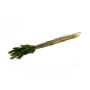 Erba secca BORKA, mazzetto di Lagurus, verde, 55-75 cm, Ø 12 cm