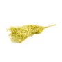 Ramo secco di Ruscus AGNIATA, verde oliva chiaro, 70-75 cm, Ø 17 cm