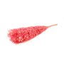 Ramo secco di Ruscus AGNIATA, rosa, 70-75 cm, Ø 17 cm