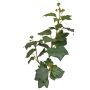 Ramo di edera artificiale TOYAH con frutti, verde, 65 cm