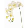 Ramo fiorito artificiale di orchidea Phalaenopsis WESA, bianco-verde, 90 cm, Ø 11-12,5 cm