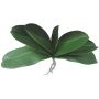 Foglie decorative di orchidea Phalaenopsis PRIMALA, radice aerea, 21x29 cm