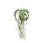 Composizione decorativa con tillandsia GRISPU in noce di cocco, verde, 65 cm