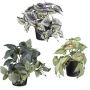 Mix di piante decorative pendenti TRIHEN, ortica variegata, fittonia, caladium, 3 pezzi, vaso decorativo, verde-variegato, 20cm, Ø23cm
