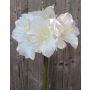 Amaryllis decorativa DAGGI, bianca, 70 cm, Ø 11-18 cm