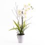 Orchidea Phalaenopsis in plastica MELINA in vaso decorativo, bianco, 65 cm