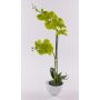 Orchidea Phalaenopsis decorativa AURELIA in vaso di ceramica, verde, 55cm